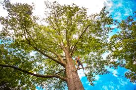 Best Leaf Removal  in Lancaster, SC