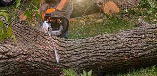 Best Tree Cabling and Bracing  in Lancaster, SC