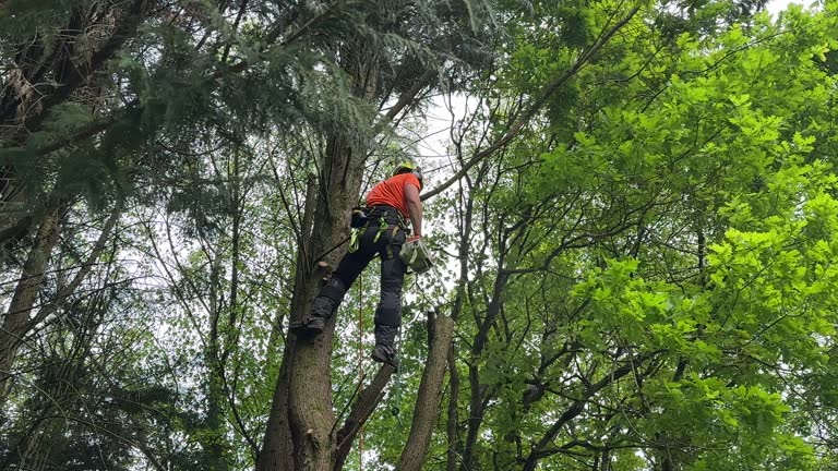 Best Tree Trimming and Pruning  in Lancaster, SC