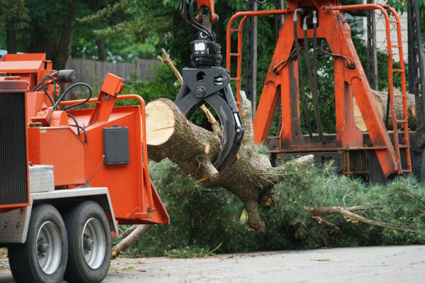 Best Fruit Tree Pruning  in Lancaster, SC