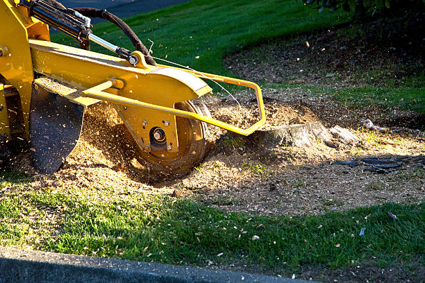 Best Weed Control  in Lancaster, SC