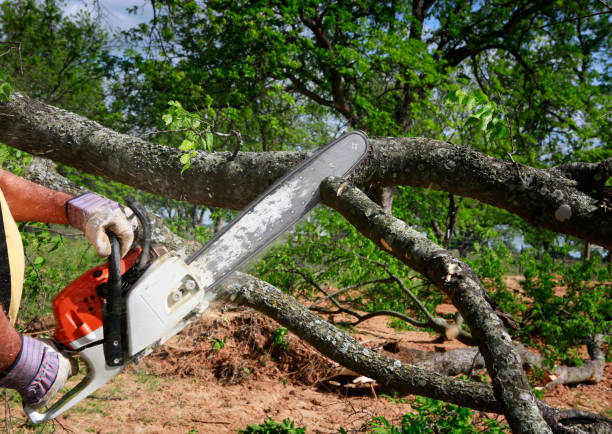 How Our Tree Care Process Works  in  Lancaster, SC